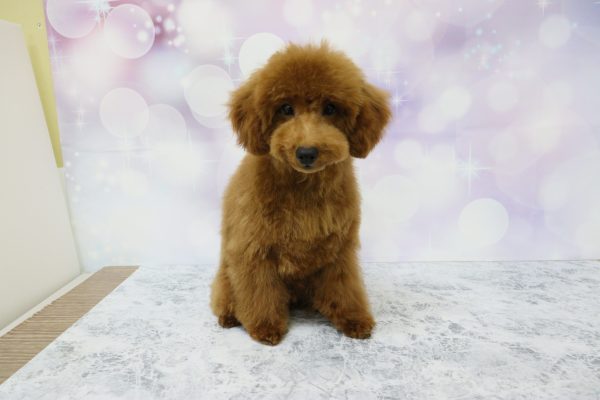 愛知県のトイプードル(トイ) (ペットショッププチマリア イオン小牧店/2026年2月20日生まれ/男の子/レッドフォーン)の子犬の2枚目の画像