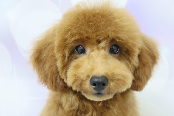 愛知県のトイプードル(トイ) (ペットショッププチマリア イオン小牧店/2026年2月20日生まれ/男の子/レッドフォーン)の子犬の1枚目の画像