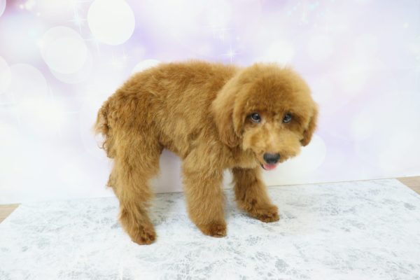 愛知県のトイプードル(トイ) (ペットショッププチマリア イオン小牧店/2026年2月20日生まれ/男の子/レッドフォーン)の子犬の3枚目の画像