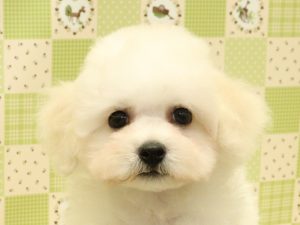ビションフリーゼ