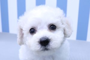 ビションフリーゼ