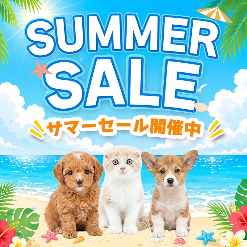 ※ SUMMER SALE 開催中！＞＞　