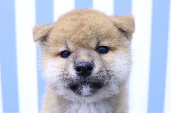 静岡県の柴犬(標準サイズ) (ペットショッププチマリア イオン袋井店/2026年5月10日生まれ/男の子/赤)の子犬