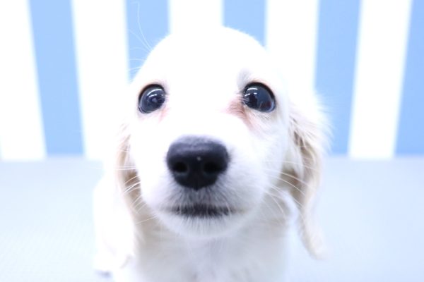 ミニチュアダックスフンド