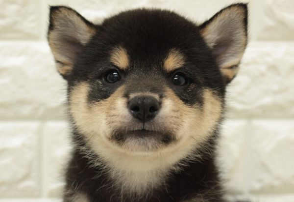 柴犬