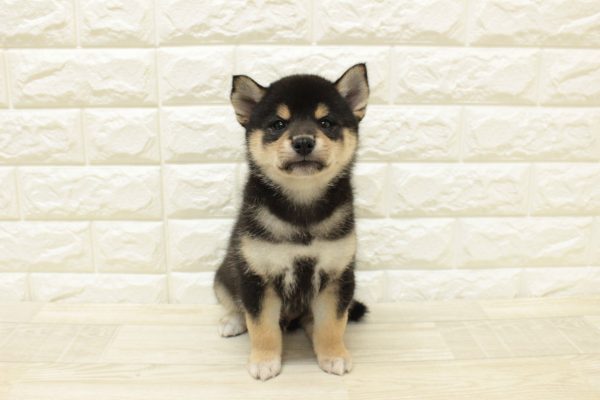 神奈川県の柴犬(標準サイズ) (ペットショッププチマリア 横浜港北センター南店/2026年6月2日生まれ/男の子/黒)の子犬の2枚目の画像