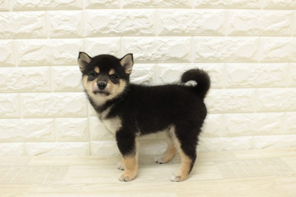 神奈川県の柴犬(標準サイズ) (ペットショッププチマリア 横浜港北センター南店/2026年6月2日生まれ/男の子/黒)の子犬の3枚目の画像