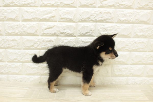 神奈川県の柴犬(標準サイズ) (ペットショッププチマリア 横浜港北センター南店/2026年6月2日生まれ/男の子/黒)の子犬の4枚目の画像