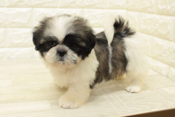 神奈川県のシーズー (ペットショッププチマリア 横浜港北センター南店/2026年6月2日生まれ/女の子/ホワイトゴールド)の子犬の3枚目の画像