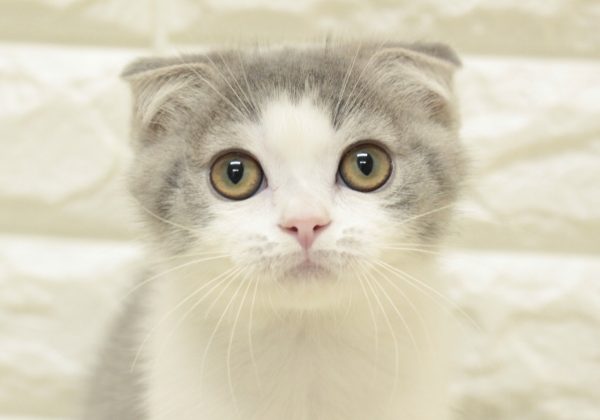 スコティッシュ