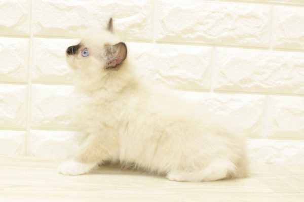 神奈川県のラグドール (ペットショッププチマリア 横浜港北センター南店/2026年5月31日生まれ/女の子/シールポイントミテッド)の子猫の3枚目の画像