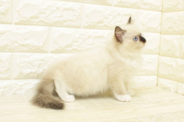 神奈川県のラグドール (ペットショッププチマリア 横浜港北センター南店/2026年5月31日生まれ/女の子/シールポイントミテッド)の子猫の4枚目の画像