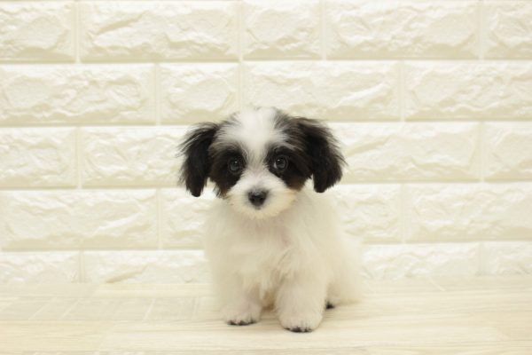 神奈川県のミックス（ハーフ犬） (ペットショッププチマリア 横浜港北センター南店/2026年4月18日生まれ/男の子/ホワイトブラック)の子犬の2枚目の画像