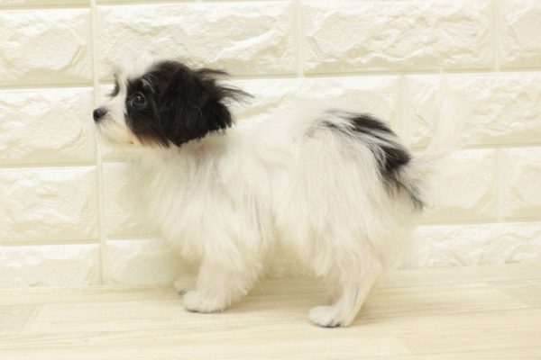 神奈川県のミックス（ハーフ犬） (ペットショッププチマリア 横浜港北センター南店/2026年4月18日生まれ/男の子/ホワイトブラック)の子犬の3枚目の画像