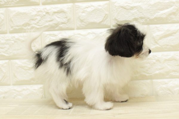 神奈川県のミックス（ハーフ犬） (ペットショッププチマリア 横浜港北センター南店/2026年4月18日生まれ/男の子/ホワイトブラック)の子犬の4枚目の画像