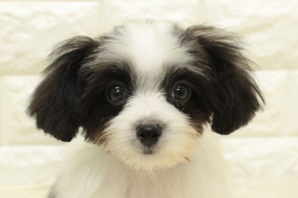 神奈川県のミックス（ハーフ犬） (ペットショッププチマリア 横浜港北センター南店/2026年4月18日生まれ/男の子/ホワイトブラック)の子犬の1枚目の画像