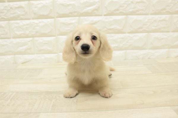 神奈川県のミニチュアダックスフンド(ロング) (ペットショッププチマリア 横浜港北センター南店/2026年6月14日生まれ/男の子/イエロー)の子犬の2枚目の画像