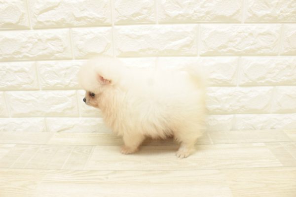 神奈川県のポメラニアン (ペットショッププチマリア 横浜港北センター南店/2026年6月13日生まれ/男の子/クリーム)の子犬の3枚目の画像