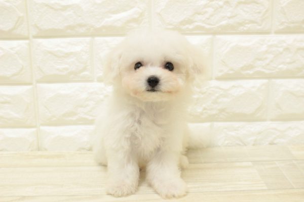 神奈川県のビションフリーゼ (ペットショッププチマリア 横浜港北センター南店/2026年6月14日生まれ/男の子/ホワイト)の子犬の2枚目の画像