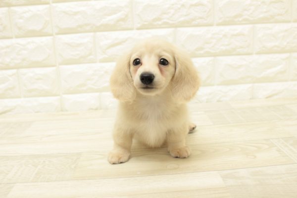 神奈川県のミニチュアダックスフンド(ロング) (ペットショッププチマリア 横浜港北センター南店/2026年6月14日生まれ/男の子/イエロー)の子犬の2枚目の画像