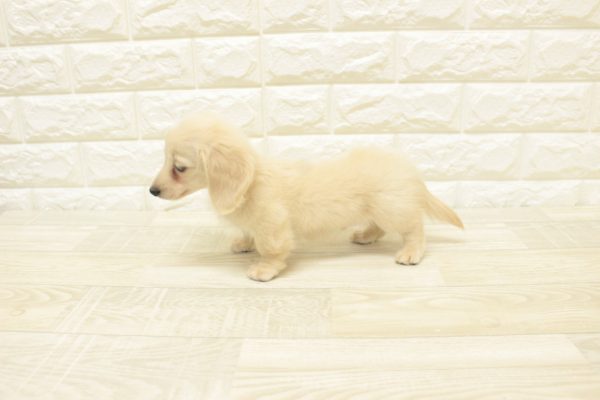神奈川県のミニチュアダックスフンド(ロング) (ペットショッププチマリア 横浜港北センター南店/2026年6月14日生まれ/男の子/イエロー)の子犬の3枚目の画像