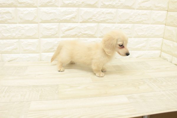 神奈川県のミニチュアダックスフンド(ロング) (ペットショッププチマリア 横浜港北センター南店/2026年6月14日生まれ/男の子/イエロー)の子犬の4枚目の画像