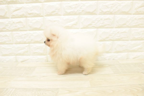 神奈川県のポメラニアン (ペットショッププチマリア 横浜港北センター南店/2026年6月13日生まれ/男の子/クリーム)の子犬の3枚目の画像