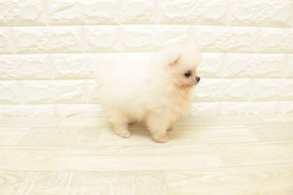 神奈川県のポメラニアン (ペットショッププチマリア 横浜港北センター南店/2026年6月13日生まれ/男の子/クリーム)の子犬の4枚目の画像