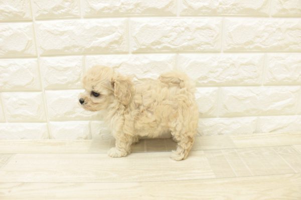 神奈川県のビションプー(ビションフリーゼ×プードル) (ペットショッププチマリア 横浜港北センター南店/2026年6月26日生まれ/女の子/クリーム)の子犬の3枚目の画像
