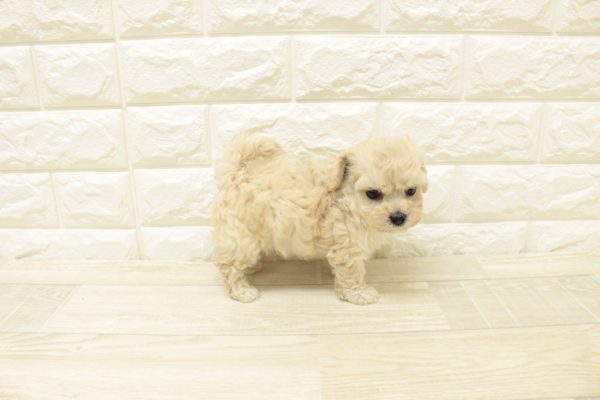 神奈川県のビションプー(ビションフリーゼ×プードル) (ペットショッププチマリア 横浜港北センター南店/2026年6月26日生まれ/女の子/クリーム)の子犬の4枚目の画像