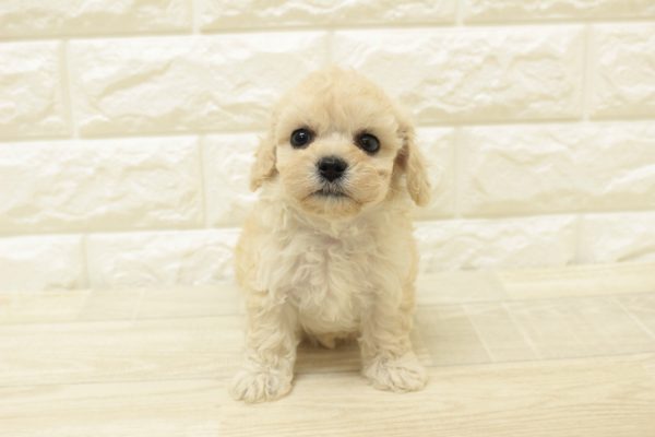 神奈川県のビションプー(ビションフリーゼ×プードル) (ペットショッププチマリア 横浜港北センター南店/2026年6月26日生まれ/女の子/クリーム)の子犬の2枚目の画像