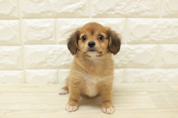 神奈川県のチワックス(チワワ×ダックス) (ペットショッププチマリア 横浜港北センター南店/2026年6月28日生まれ/男の子/レッド)の子犬の2枚目の画像