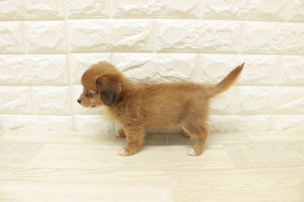 神奈川県のチワックス(チワワ×ダックス) (ペットショッププチマリア 横浜港北センター南店/2026年6月28日生まれ/男の子/レッド)の子犬の3枚目の画像