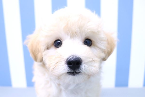 ミックス（ハーフ犬）