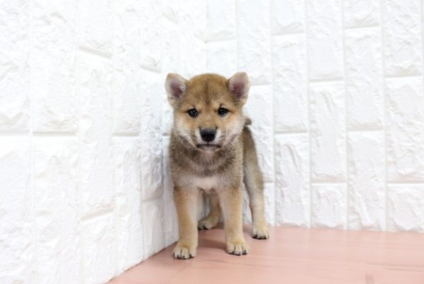 岐阜県の柴犬(標準サイズ) (ペットショッププチマリア 各務原鵜沼店/2026年6月15日生まれ/女の子/赤)の子犬の4枚目の画像
