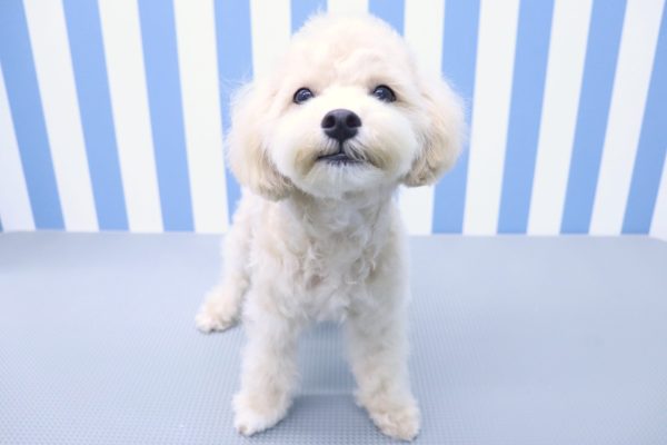 静岡県のマルプー(マルチーズ×プードル) (ペットショッププチマリア イオン袋井店/2026年3月22日生まれ/男の子/クリーム)の子犬の2枚目の画像