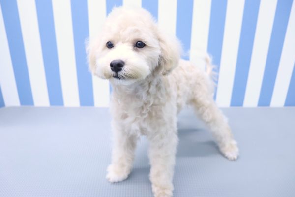 静岡県のマルプー(マルチーズ×プードル) (ペットショッププチマリア イオン袋井店/2026年3月22日生まれ/男の子/クリーム)の子犬の3枚目の画像