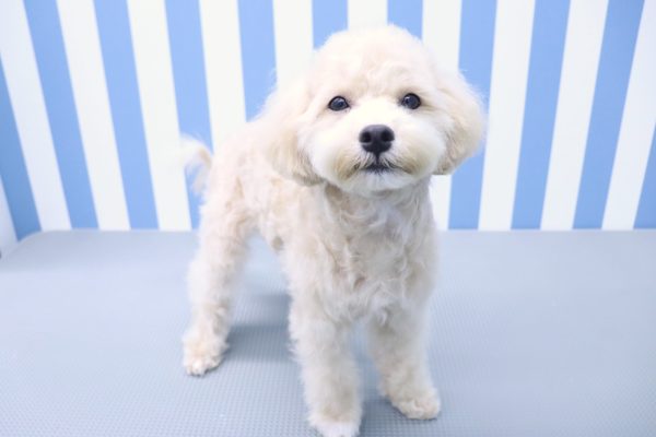 静岡県のマルプー(マルチーズ×プードル) (ペットショッププチマリア イオン袋井店/2026年3月22日生まれ/男の子/クリーム)の子犬の4枚目の画像