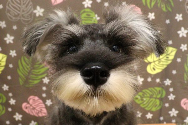 神奈川県のミニチュアシュナウザー (ペットショッププチマリア 相模原店/2026年3月23日生まれ/男の子/ソルトペッパー)の子犬の1枚目の画像