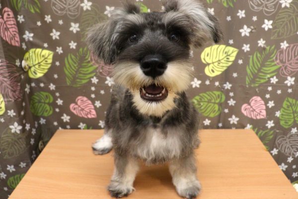 神奈川県のミニチュアシュナウザー (ペットショッププチマリア 相模原店/2026年3月23日生まれ/男の子/ソルトペッパー)の子犬の2枚目の画像