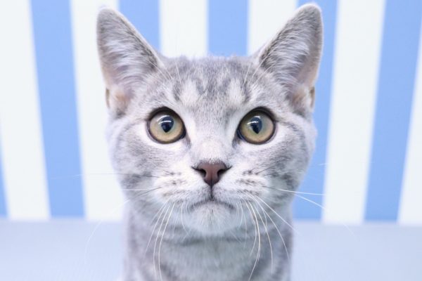 静岡県のスコティッシュフォールド (ペットショッププチマリア イオン袋井店/2026年3月24日生まれ/男の子/ブルータビー)の子猫の1枚目の画像