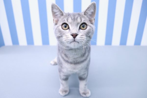 静岡県のスコティッシュフォールド (ペットショッププチマリア イオン袋井店/2026年3月24日生まれ/男の子/ブルータビー)の子猫の2枚目の画像