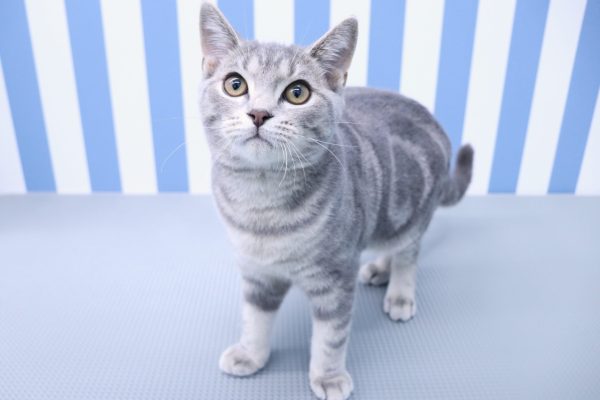静岡県のスコティッシュフォールド (ペットショッププチマリア イオン袋井店/2026年3月24日生まれ/男の子/ブルータビー)の子猫の3枚目の画像
