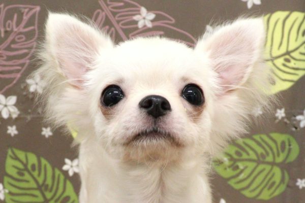 神奈川県のチワワ(ロング) (ペットショッププチマリア 相模原店/2026年3月26日生まれ/男の子/クリーム)の子犬の1枚目の画像