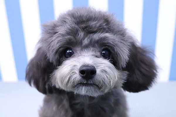 静岡県のトイプードル(トイ) (ペットショッププチマリア イオン袋井店/2026年3月24日生まれ/男の子/グレー)の子犬の1枚目の画像