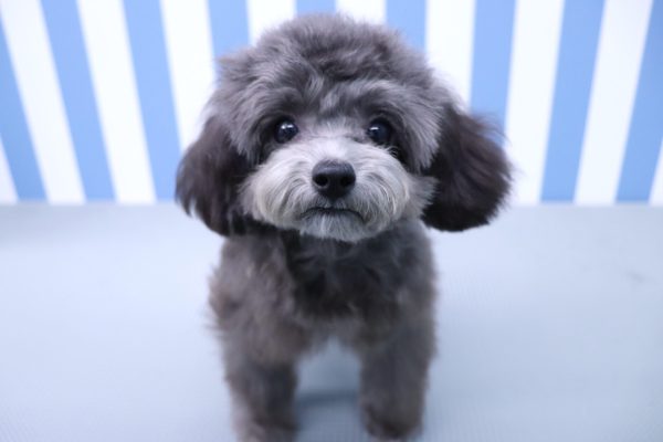 静岡県のトイプードル(トイ) (ペットショッププチマリア イオン袋井店/2026年3月24日生まれ/男の子/グレー)の子犬の2枚目の画像