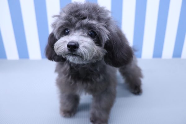 静岡県のトイプードル(トイ) (ペットショッププチマリア イオン袋井店/2026年3月24日生まれ/男の子/グレー)の子犬の3枚目の画像