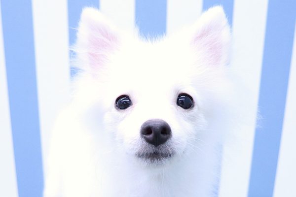 ポメラニアン