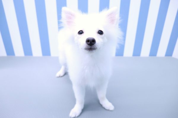 静岡県のポメラニアン (ペットショッププチマリア イオン袋井店/2026年3月31日生まれ/男の子/クリーム)の子犬の2枚目の画像
