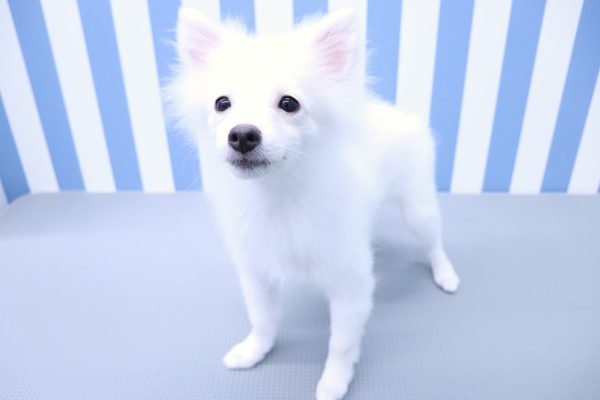 静岡県のポメラニアン (ペットショッププチマリア イオン袋井店/2026年3月31日生まれ/男の子/クリーム)の子犬の3枚目の画像